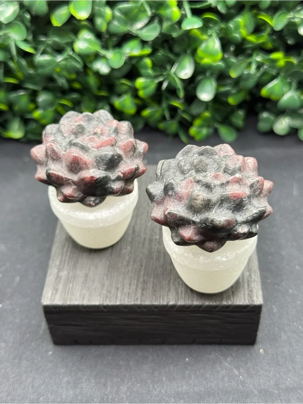 Adorable Garnet Succulent in White Jade Pot